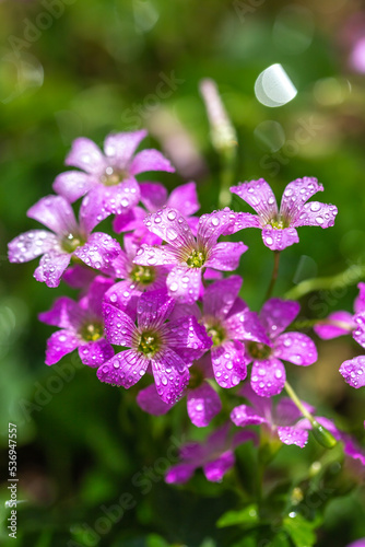 ムラサキカタバミの花　野の花 © TOMO