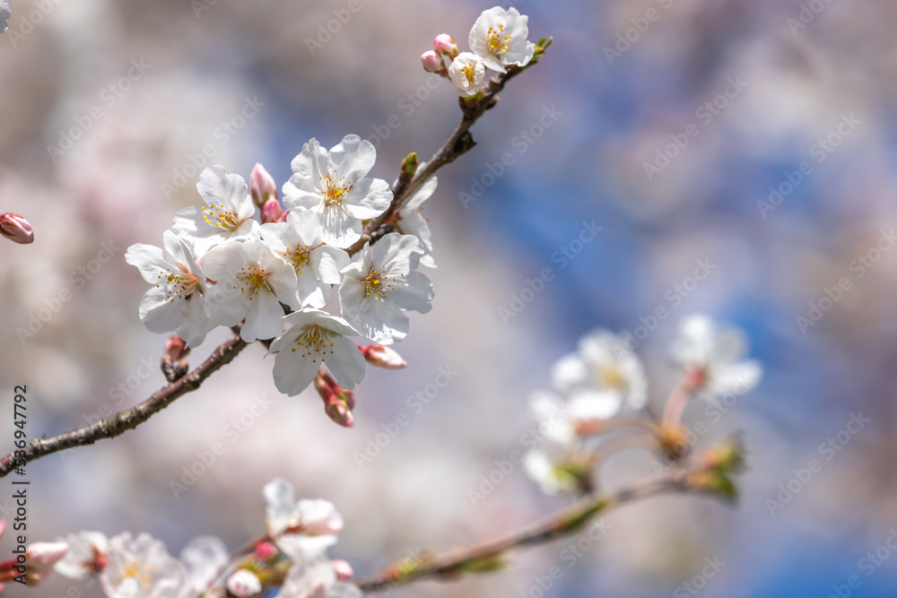 桜の花　春のイメージ