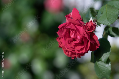 バラの花