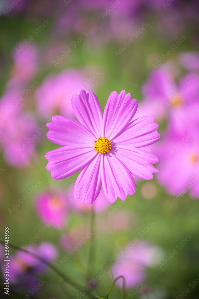 コスモスの花　秋のイメージ