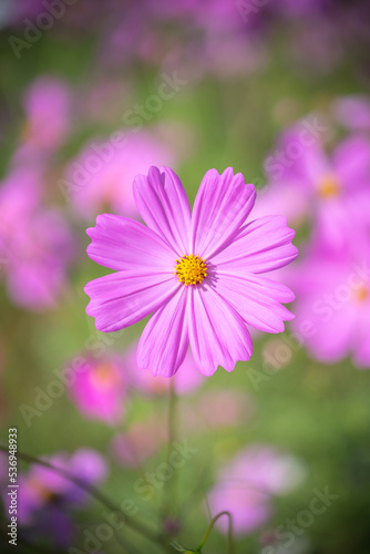 コスモスの花 秋のイメージ