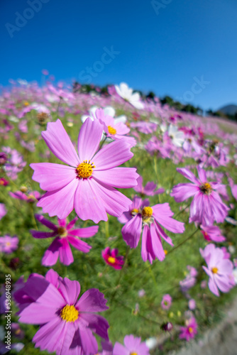 コスモスの花　秋のイメージ © TOMO