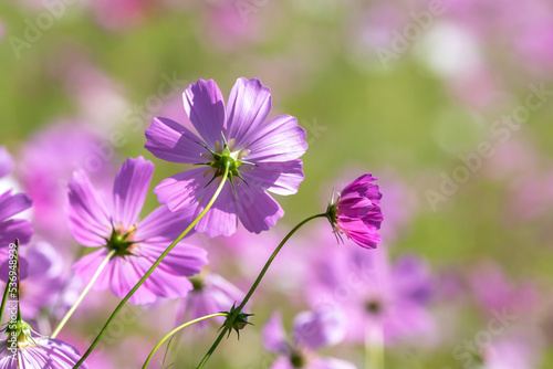 コスモスの花　秋のイメージ