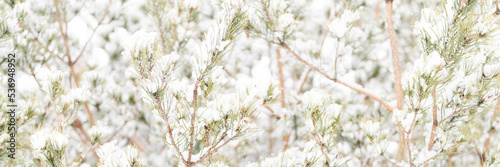 snowy winter season in nature. fresh icy frozen snow and snowflakes covered spruce or fir or pine tree branches on frosty winter day in forest or garden. cold weather. christmas time. banner © Ksenia