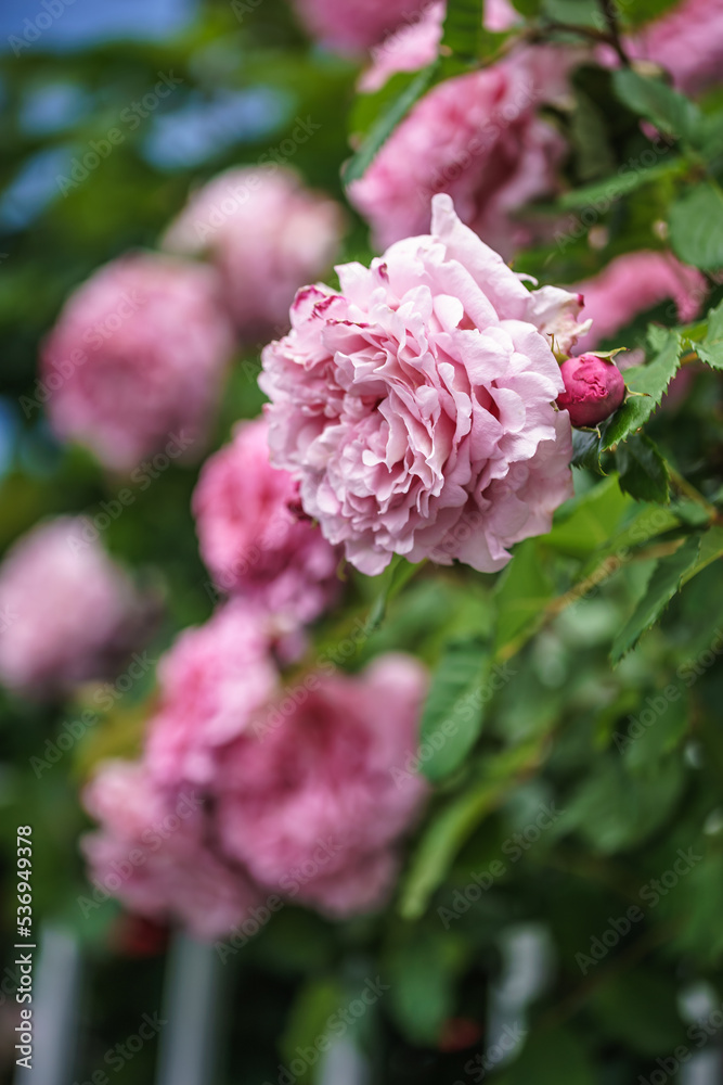 バラの花 バラの花