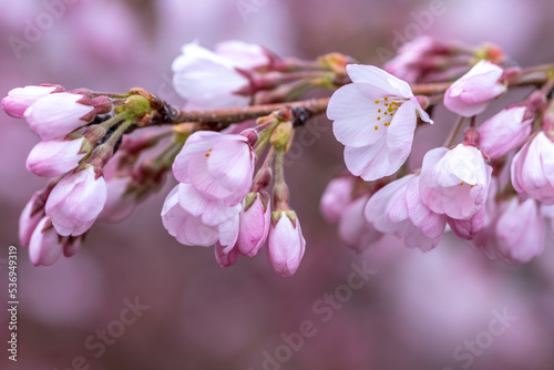 桜の花 春のイメージ