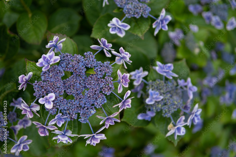 あじさいの花 梅雨のイメージ あじさいの花 梅雨のイメージ