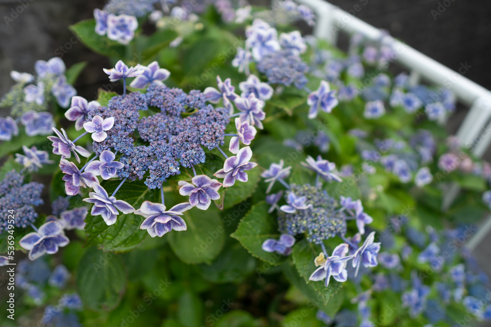 Obraz premium あじさいの花 梅雨のイメージ