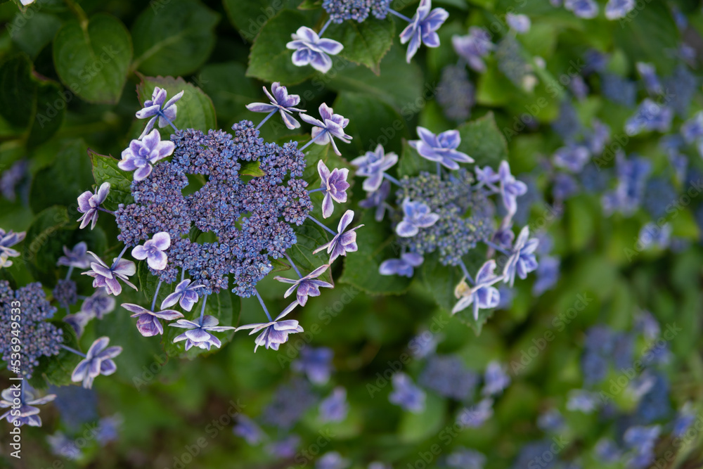 あじさいの花 梅雨のイメージ あじさいの花 梅雨のイメージ