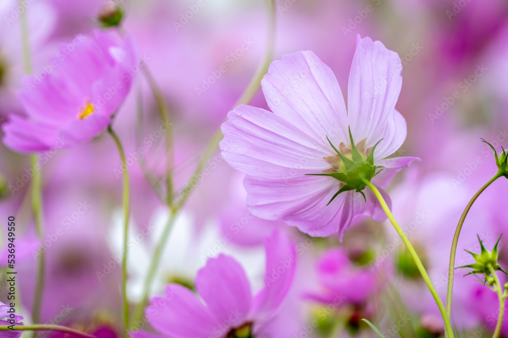 コスモスの花　秋のイメージ
