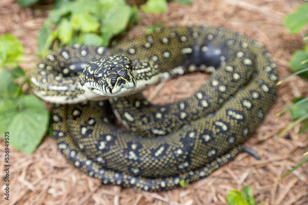 Naklejka premium Australian Diamond Python; Morelia spilota spilota
