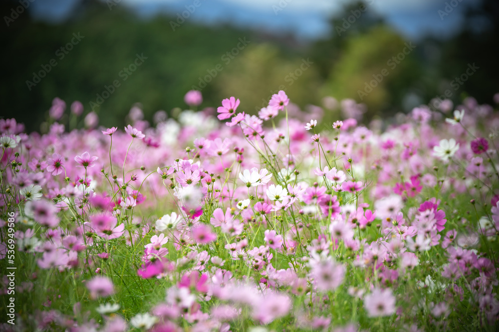 コスモスの花　秋のイメージ