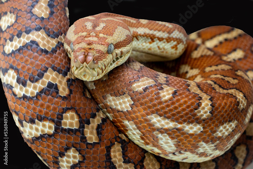 Centralian or Bredl's Carpet Python
