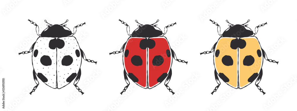 Ladybug. Cute hand drawn sketched Beetle. Doodle beetles. Vector illustration Ladybug. Cute hand drawn sketched Beetle. Doodle beetles. Vector illustration