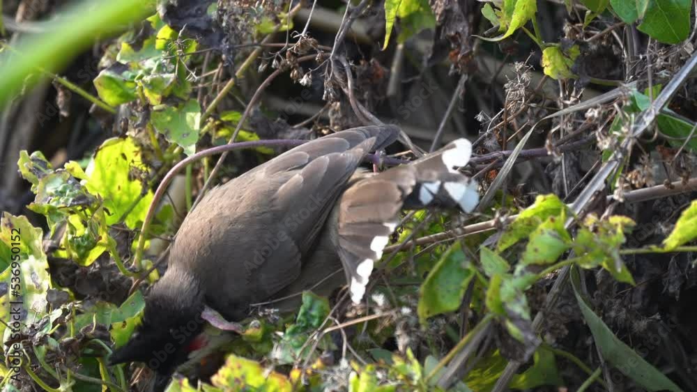 A red whiskered bulbul plucking and eating seeds from a plant in the jungle. A red whiskered bulbul plucking and eating seeds from a plant in the jungle.