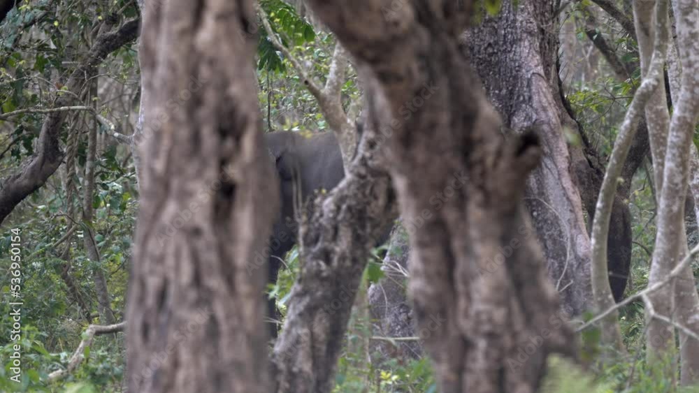 A wild elephant walking away into the jungles of the Chitwan National Park in Nepal obscured behind the many trees. A wild elephant walking away into the jungles of the Chitwan National Park in Nepal obscured behind the many trees.