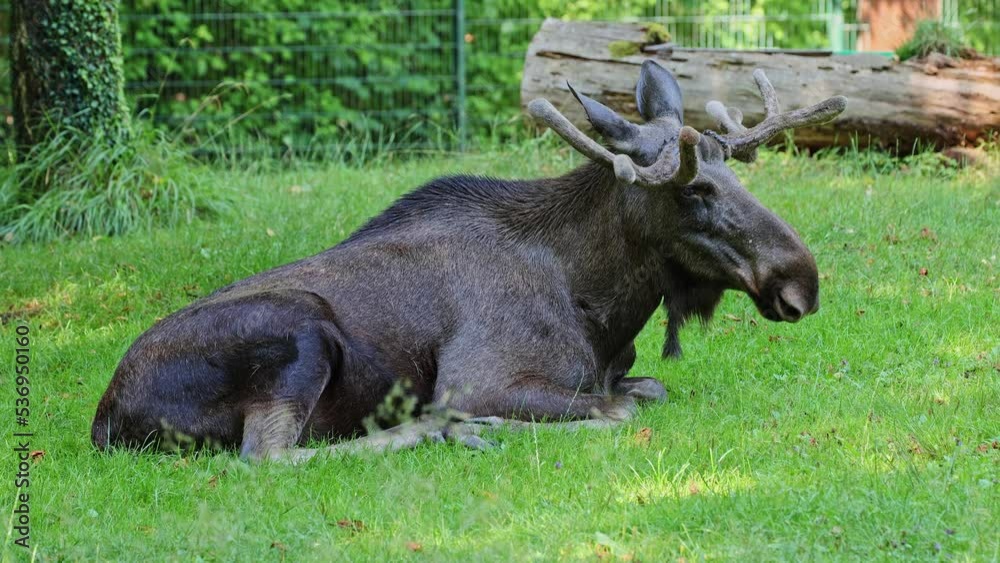 The moose or elk, Alces alces is the largest extant species in the deer family. Moose are distinguished by the broad, flat, or palmate antlers of the males. The moose or elk, Alces alces is the largest extant species in the deer family. Moose are distinguished by the broad, flat, or palmate antlers of the males.