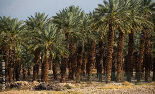 Plantation of palms tree in a farm in direct sunlight. Image symbol for palm tropical agriculture in the Middle East.