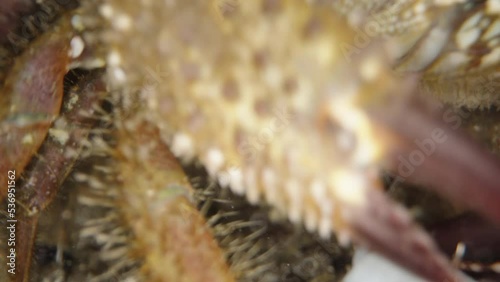 A spiny crab in a hole, takes meat off the hook and eats, Extreme macro photo