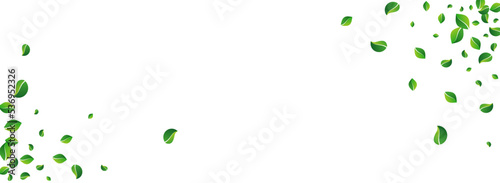 Forest Leaves Falling Vector Panoramic White