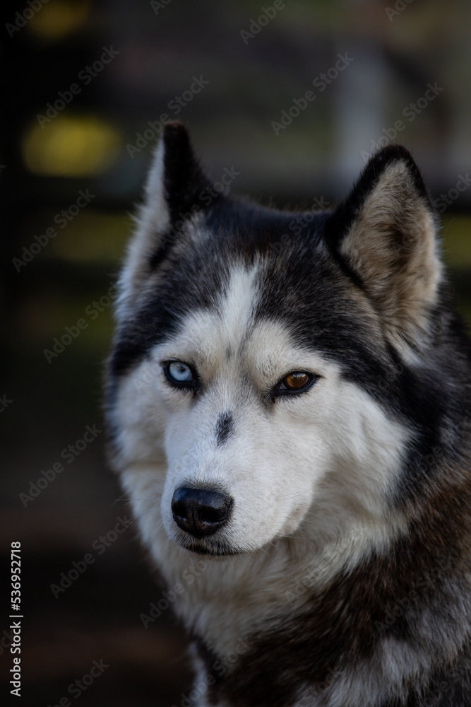 Close-up portrait of a husky dog