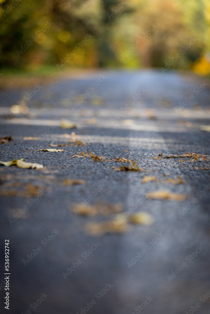 Asphalt road with autumn leaves. Background for postcards autumn walk. Asphalt road with autumn leaves. Background for postcards autumn walk.