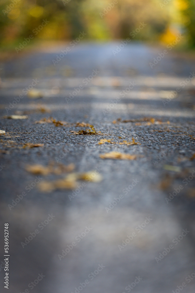 Asphalt road with autumn leaves. Background for postcards autumn walk. Asphalt road with autumn leaves. Background for postcards autumn walk.
