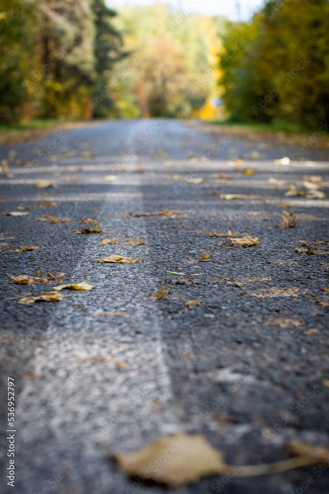 Asphalt road with autumn leaves. Background for postcards autumn walk. Asphalt road with autumn leaves. Background for postcards autumn walk.