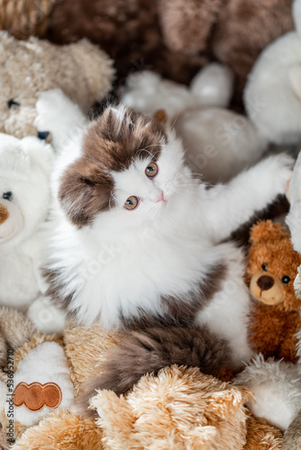 Kätzchen mit vielenKuscheltieren - Teddybären © Jana Weichelt