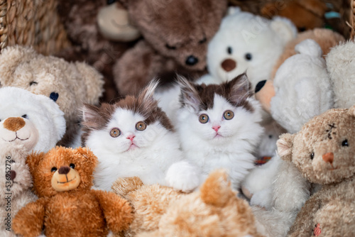 Kätzchen mit vielen Kuscheltieren - Teddybären © Jana Weichelt