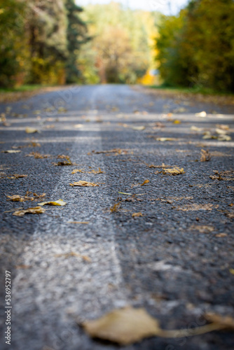 Asphalt road with autumn leaves. Background for postcards autumn walk.
