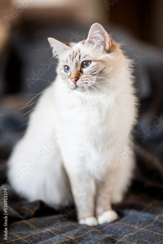Katze, Heilige Birma im Wohnzimmer © Jana Weichelt