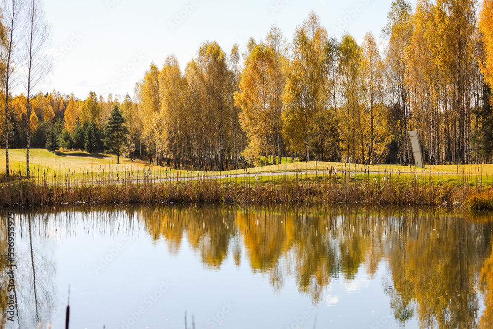 Green field against the background of forest and a blue sky