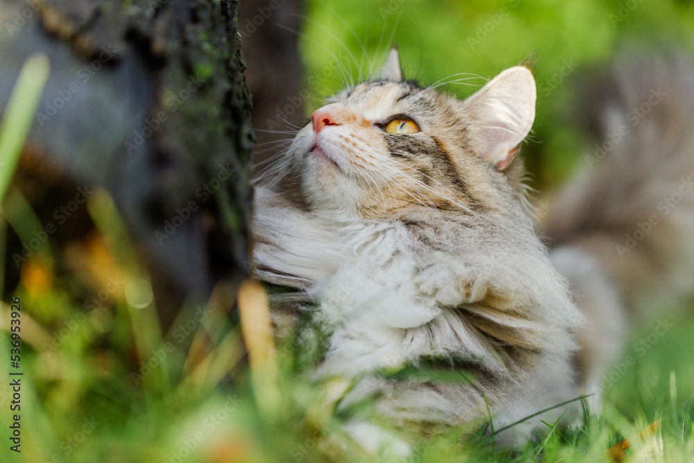 Katze im Garten - Norwegische Waldkatze