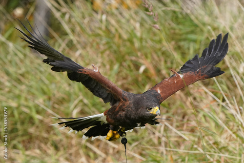 Harris Hawk flying over grassy area in wilderness