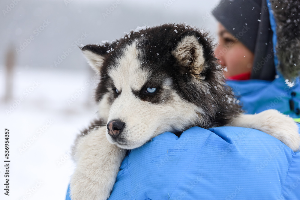 Sled Dog Best Dog Breeds For Cold Weather Lightweight Winter Dog