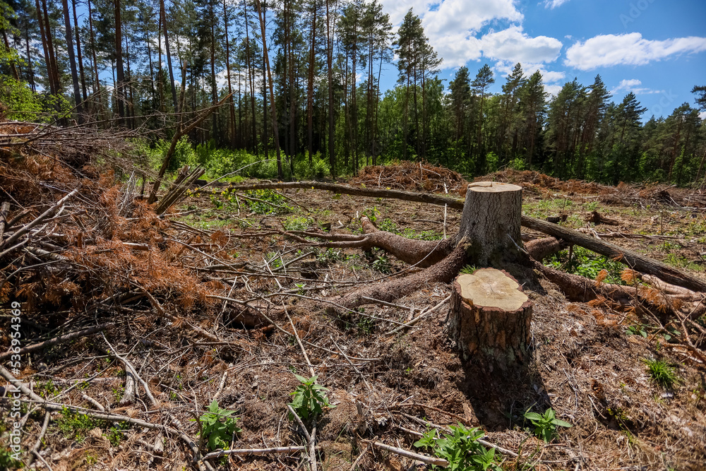 Deforestation. Ecology and nature conservation Deforestation. Ecology and nature conservation