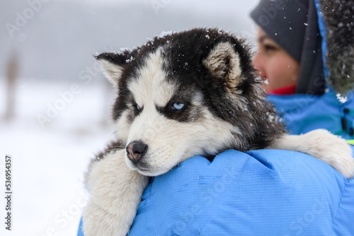Woman with Husky family dog sled in winter Rovaniemi of Finland of Lapland. Person and Dogsled ride in Norway. Animal Sledding on Finnish farm, Christmas. Sleigh. Safari on sledge and Alaska landscape