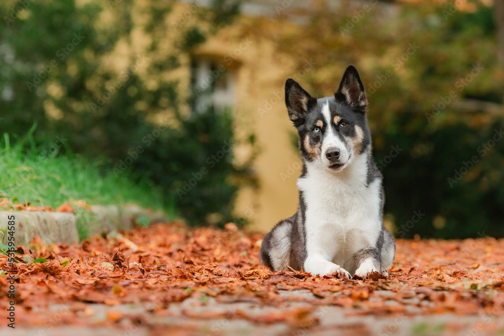 Husky Mix