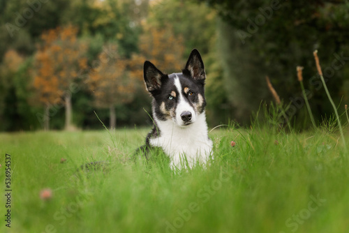 Husky Mix