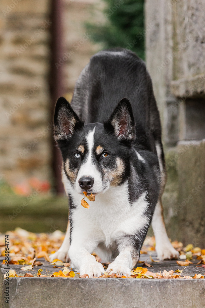 Husky Mix Husky Mix