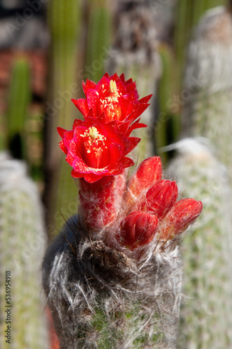 Sydney Australia, close up of red flower of woolly oreocereus cactus in a desert garden photo