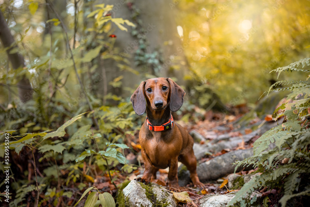 red dachshund for walking autumn forest 