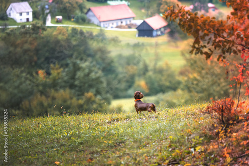 red dachshund for looking on house