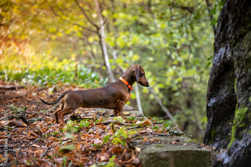 red dachshund for walking autumn forest 