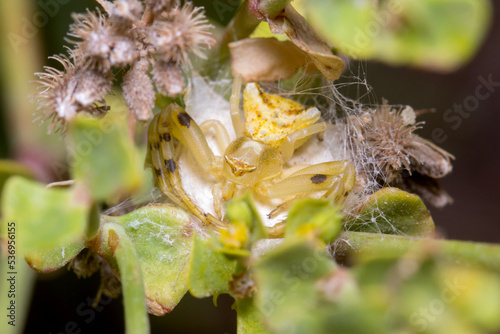 Female Thomisus onustus spider posed on a green plant protecting her nest photo
