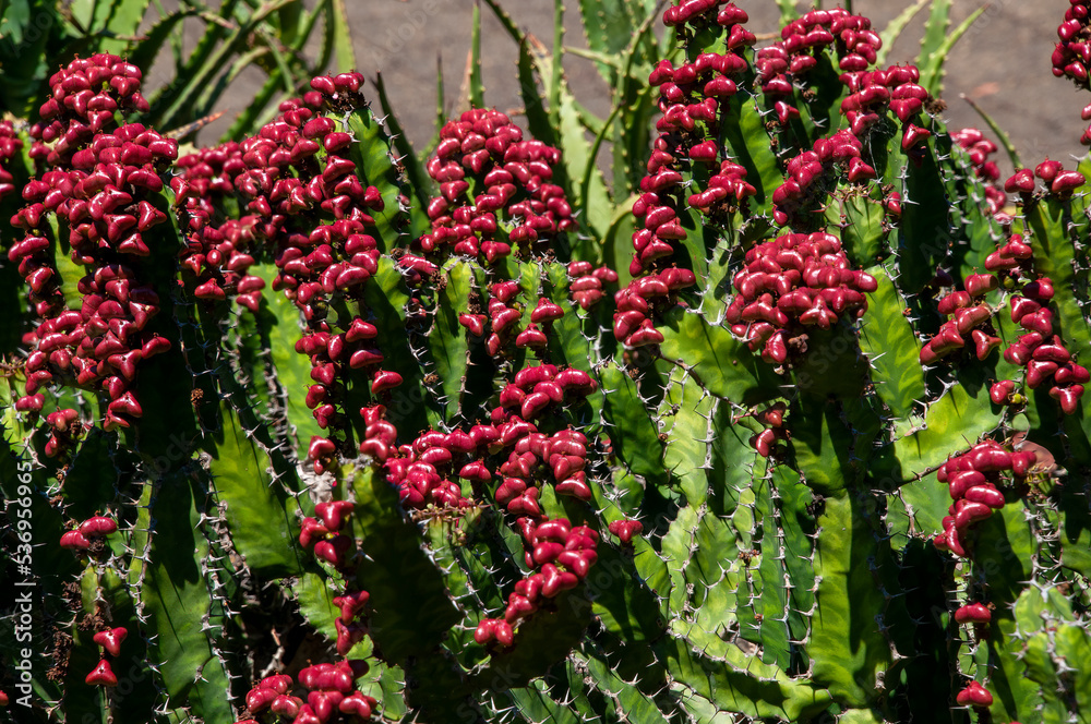 Sydney Australia,  a euphorbia pseudocactus with red fruit a native of South Africa