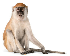 Cute Monkey animal Isolated over white background