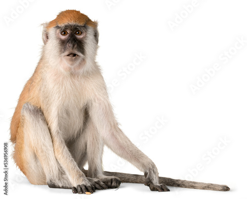 Cute Monkey animal Isolated over white background © BillionPhotos.com
