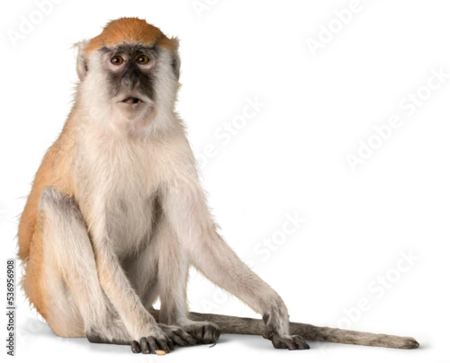 Obraz Cute Monkey animal Isolated over white background